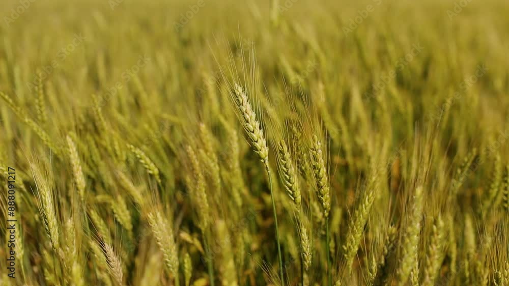 Beautiful rye field. Golden ears of rye. Cultivation of rye. Natural landscape and farming. Beautiful rye field. Golden ears of rye. Cultivation of rye. Natural landscape and farming.