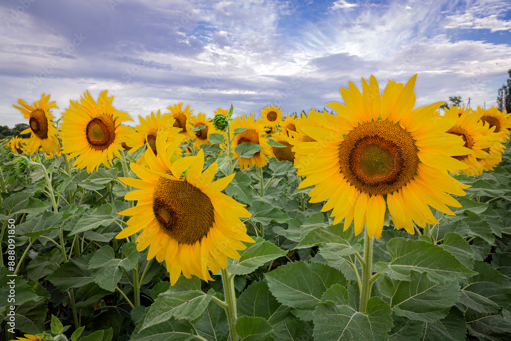Sunflowers in the field at dawn, summer agricultural background. close-up, selective focus Sunflowers in the field at dawn, summer agricultural background. close-up, selective focus