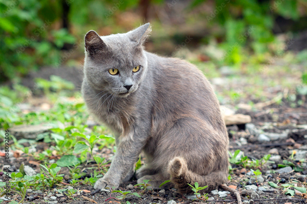 A stray cat in the village in the summer outdoors..Roadside cat A stray cat in the village in the summer outdoors..Roadside cat
