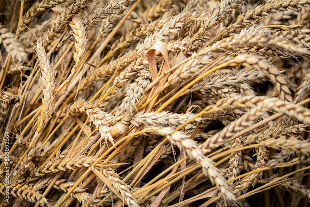 spikelets of ripe wheat. The concept of a rich harvest. Ripe ears rural nature scenery background. close-up, selective focus spikelets of ripe wheat. The concept of a rich harvest. Ripe ears rural nature scenery background. close-up, selective focus
