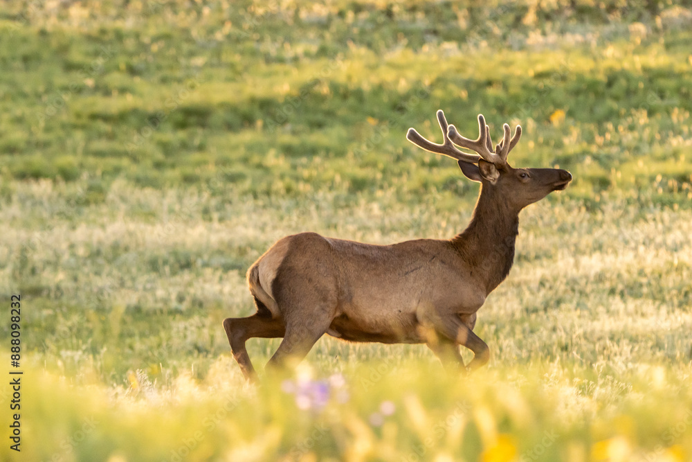 Obraz premium Elk in the Field