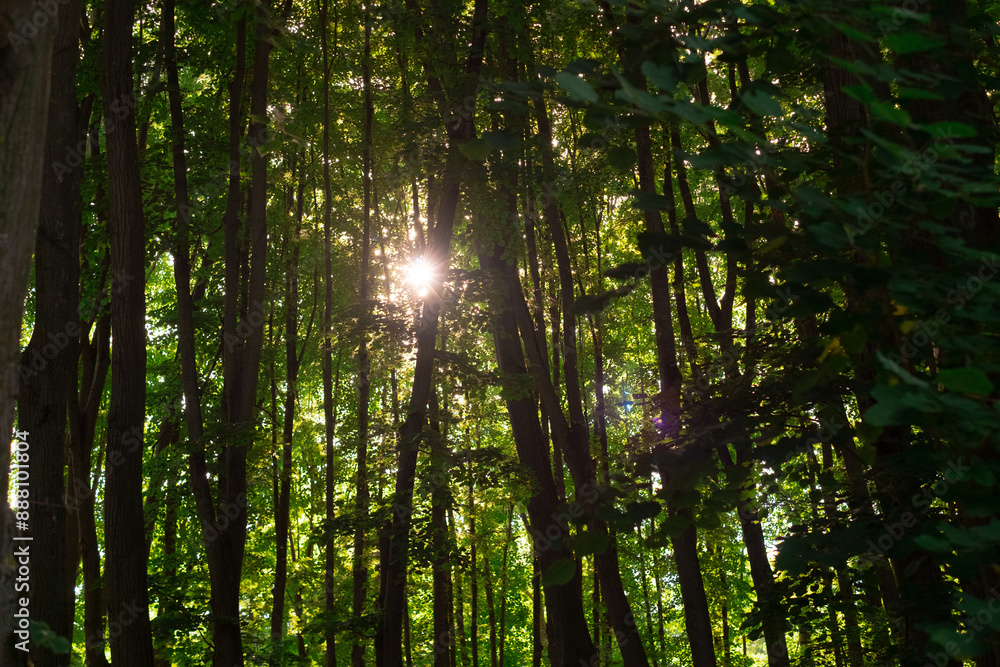 Tall green trees in the forest, with morning sunlight streaming through the leaves. Tall green trees in the forest, with morning sunlight streaming through the leaves.