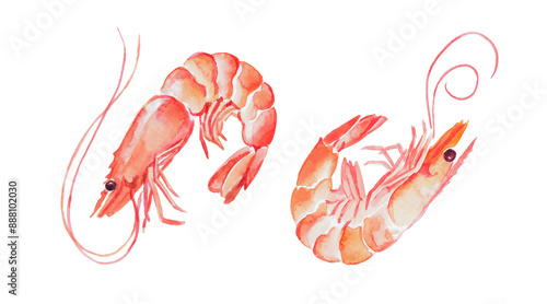 Obraz na plátně Shrimps , seafood, crustacean , watercolor , food illustrations, hand painted