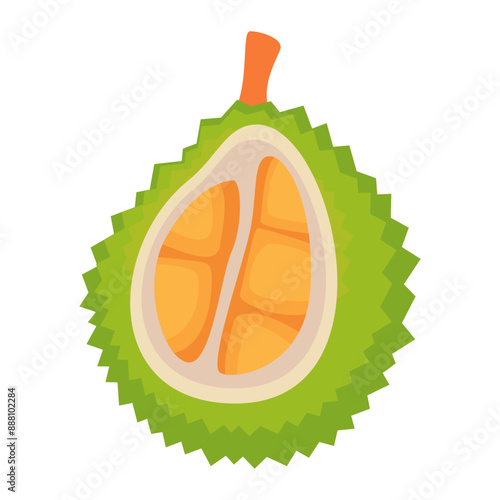 illustration of ripe durian fruit, tropical fruit