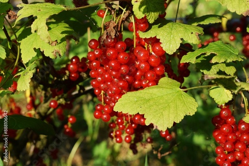 Red currant fruits. Growing red currant