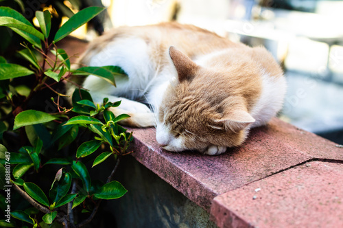close up portrait of an alley cat on a hot summer day in the street of a small town