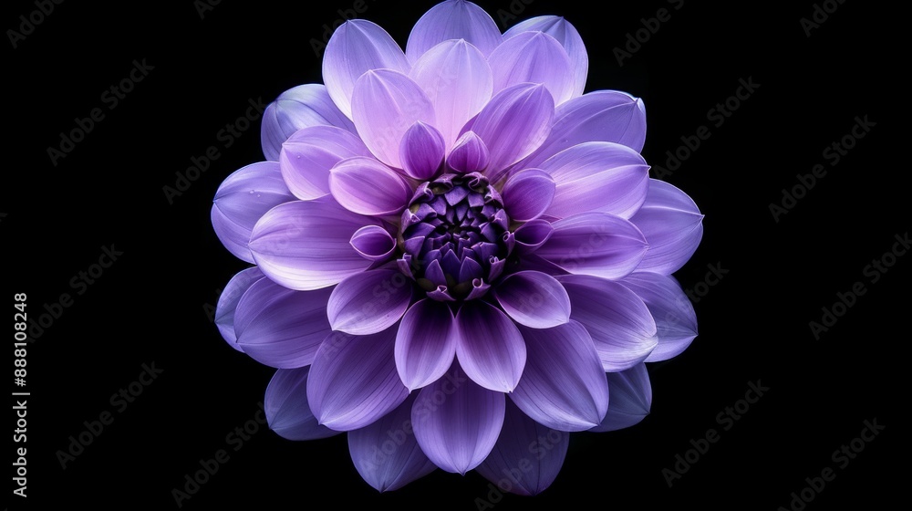 Purple Dahlia Flower on Black Background Purple Dahlia Flower on Black Background