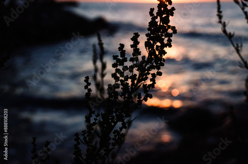 silhouette of a plant in the sunset with soft focus background