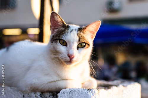 close up portrait of an alley cat on a hot summer day in the street of a small town