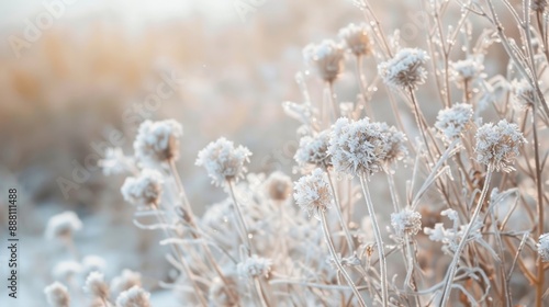 Frost-Covered Wildflowers in a Winter Field