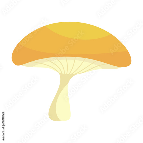 Mushrooms Poisonous and edible mushrooms isolated vector illustration