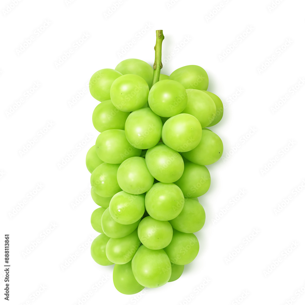 シャインマスカット  イラスト リアル 