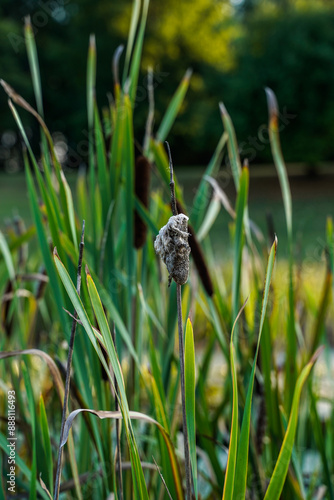 Cattails along a pond in a rural location.