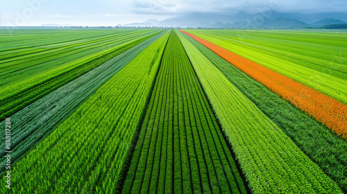 Multicolor farm field with green, yellow and red crops growing in neat rows under blue sky with clouds