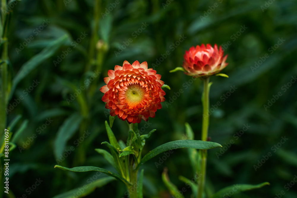 Orange strawflowers in an outdoor garden. Copy space. Orange strawflowers in an outdoor garden. Copy space.