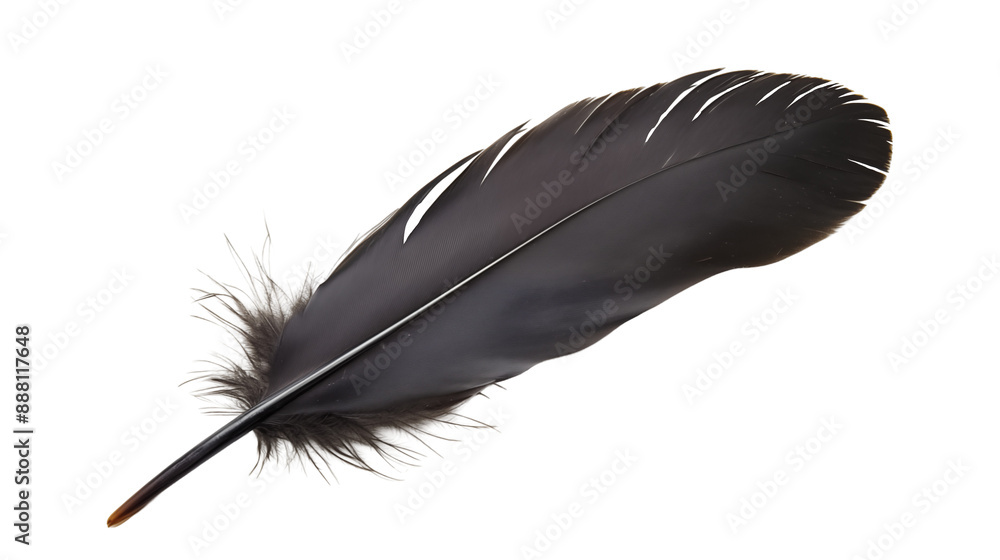 Black Feather on Isolated background Black Feather on Isolated background