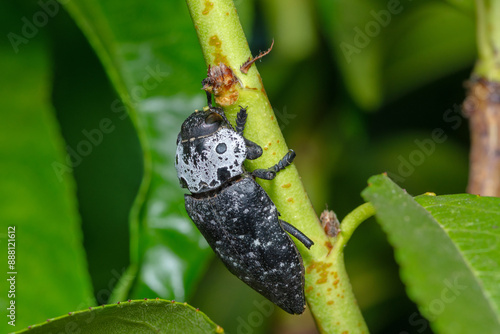 Flat headed Root Borer feeding on bark, Capnodis tenebrionis photo