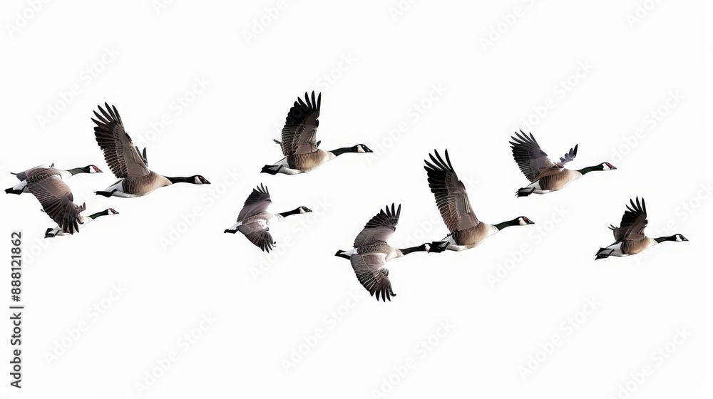 Fototapeta premium A crisp and detailed graphic of geese in flight, perfect for design projects.
