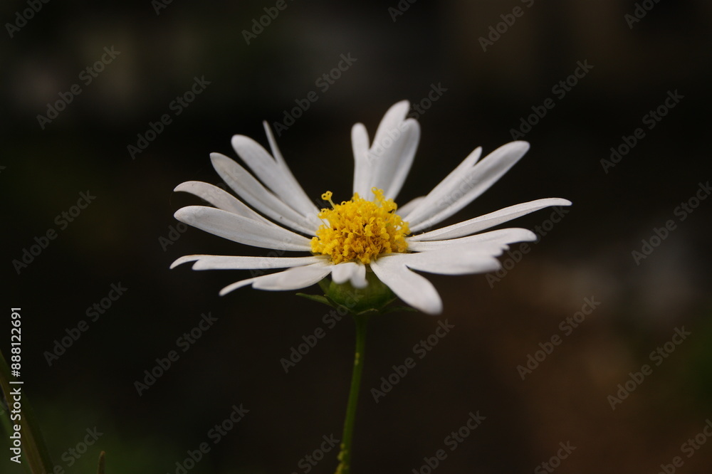white and yellow Daisy flower against black background white and yellow Daisy flower against black background