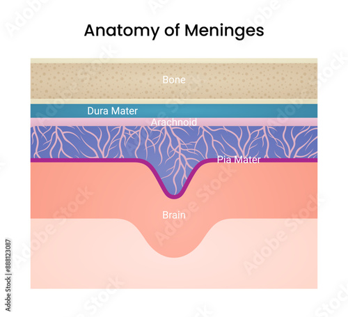 Anatomy of Meninges Encasing Spinal Cord of Brain