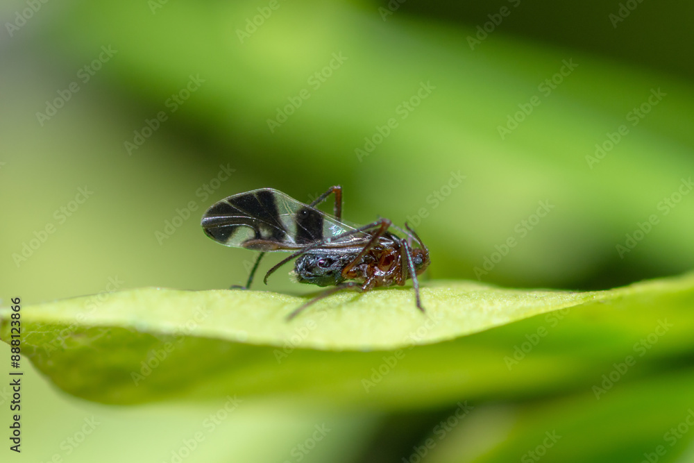 Fototapeta premium Variegated Oak Aphid on a leaf, Lachnus roboris
