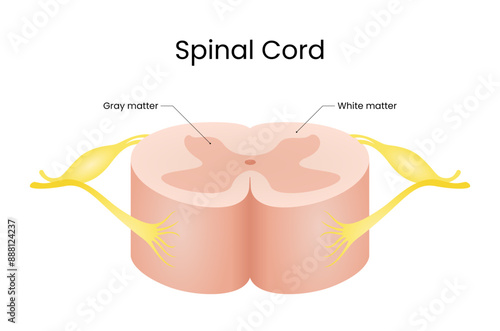 Spinal Cord Design Vector Illustration