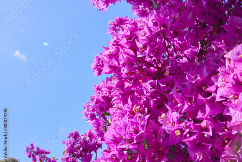 Pinke Drillingsblume blüht im Sommer auf Mallorca photo