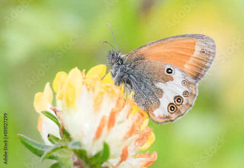 Pearly Heath - Coenonympha Arcania - Tweekleurig Hooibeestje