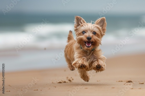 Yorkshire Terrier running on a beach, daily light