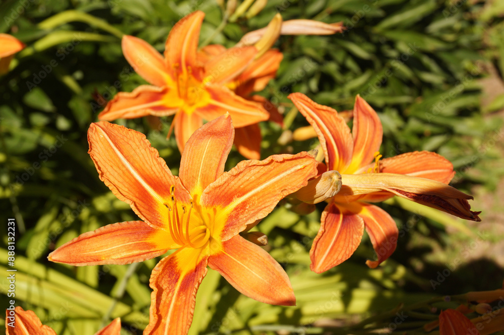 Lily flowers on a green background in the garden Lily flowers on a green background in the garden