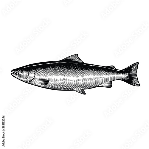 Salmon fish vector illustration in vintage hand drawn sketch style