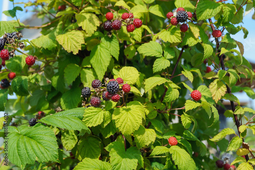 Black bush raspberries are sprouting in the summer garden