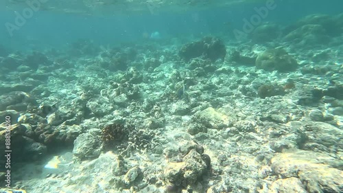 Wallpaper Mural Scuba diving with colorful fish near rocky and coral seabed. In the distance, there is a large white plastic bag. Location: Maldives. Torontodigital.ca