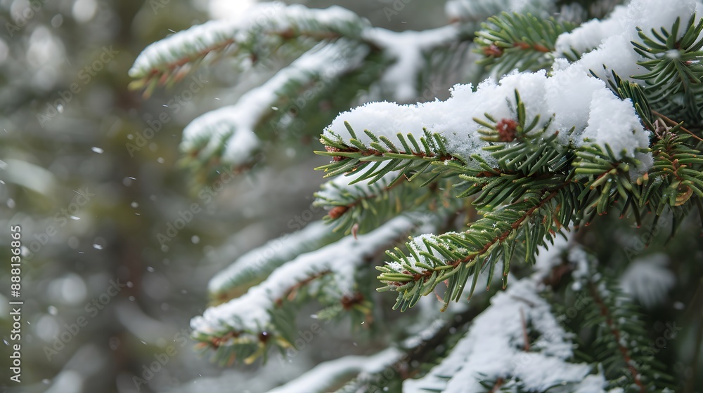 Close-up of snow-covered pine tree branches against blurred background Close-up of snow-covered pine tree branches against blurred background