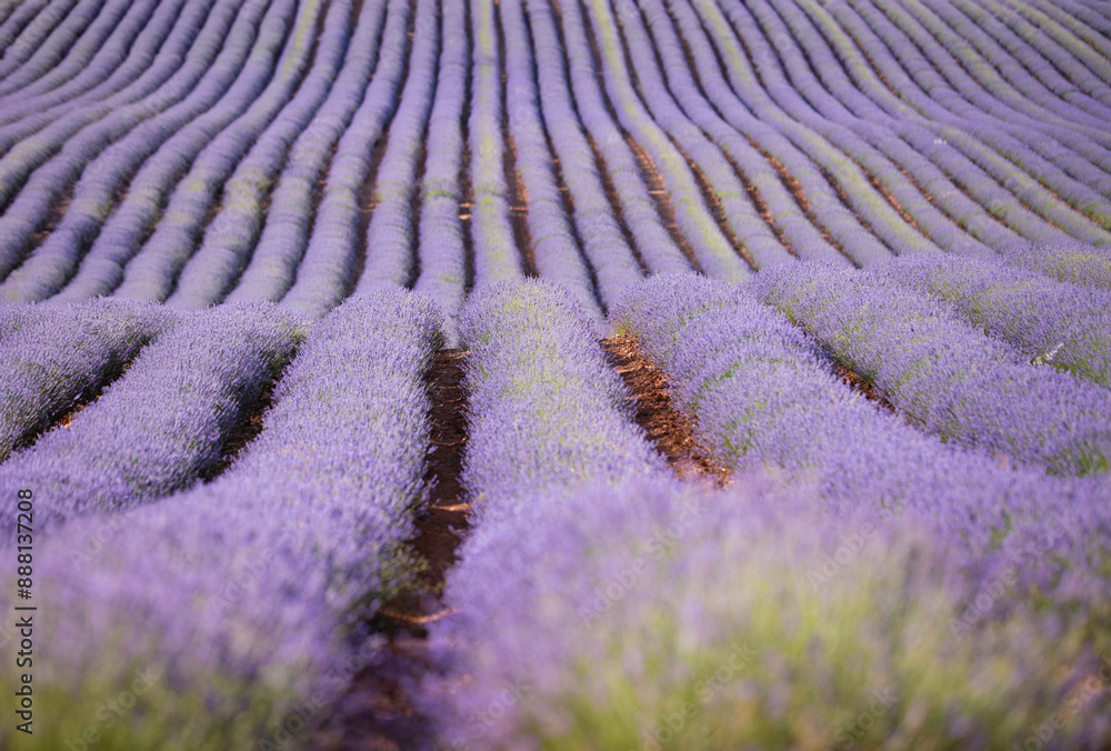 Lavender flower blooming scented fields in endless rows on sunset. Selective focus on Bushes of lavender purple aromatic flowers at lavender fields of the French Provence near Valensole. Lavender flower blooming scented fields in endless rows on sunset. Selective focus on Bushes of lavender purple aromatic flowers at lavender fields of the French Provence near Valensole.
