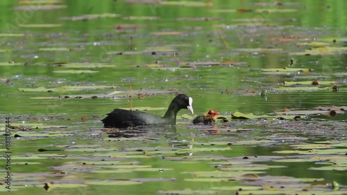 The Eurasian coot with the offspring from Crna Mlaka photo