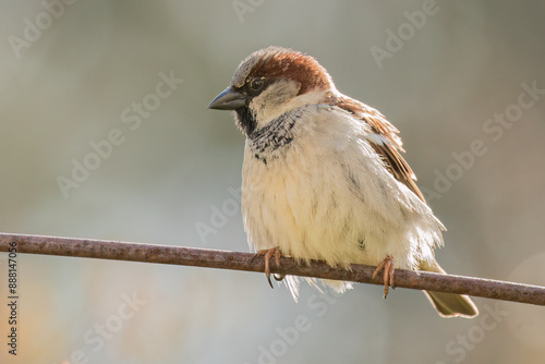 House Sparrow - Passer Domesticus - Huismus