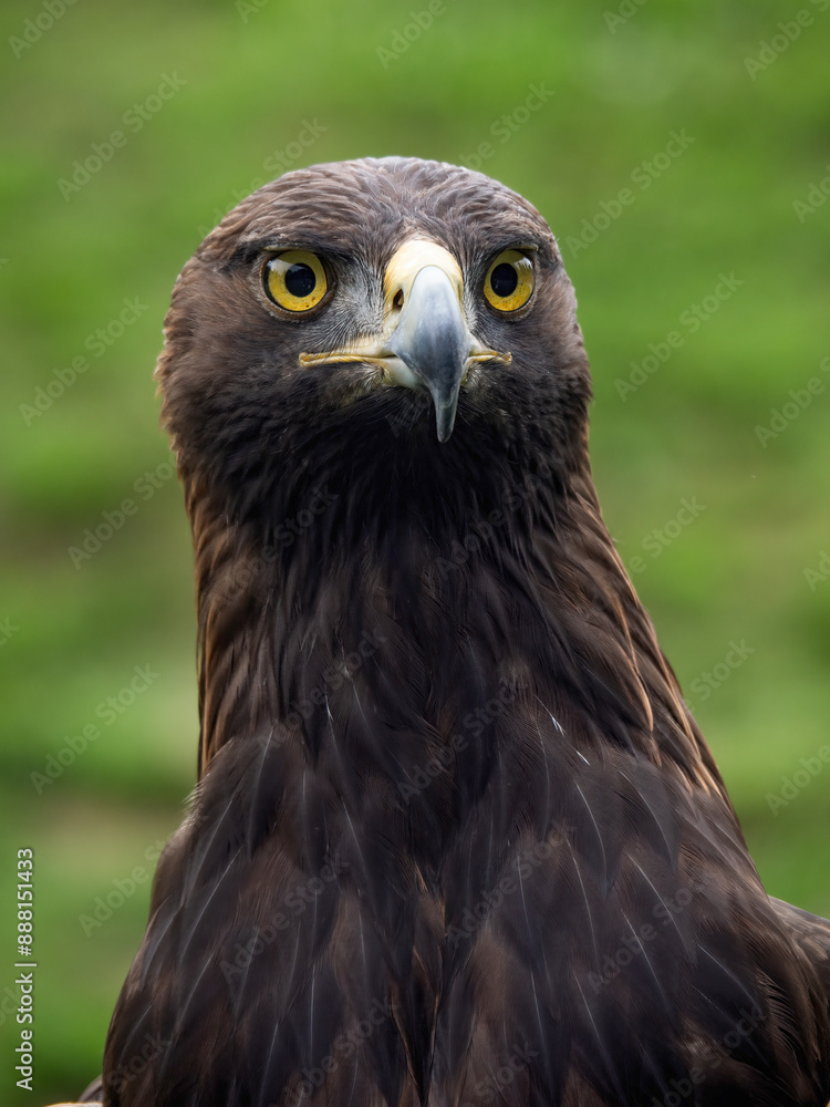 Obraz premium Imperial eagle in the Cabarceno park in Cantabria (Spain)