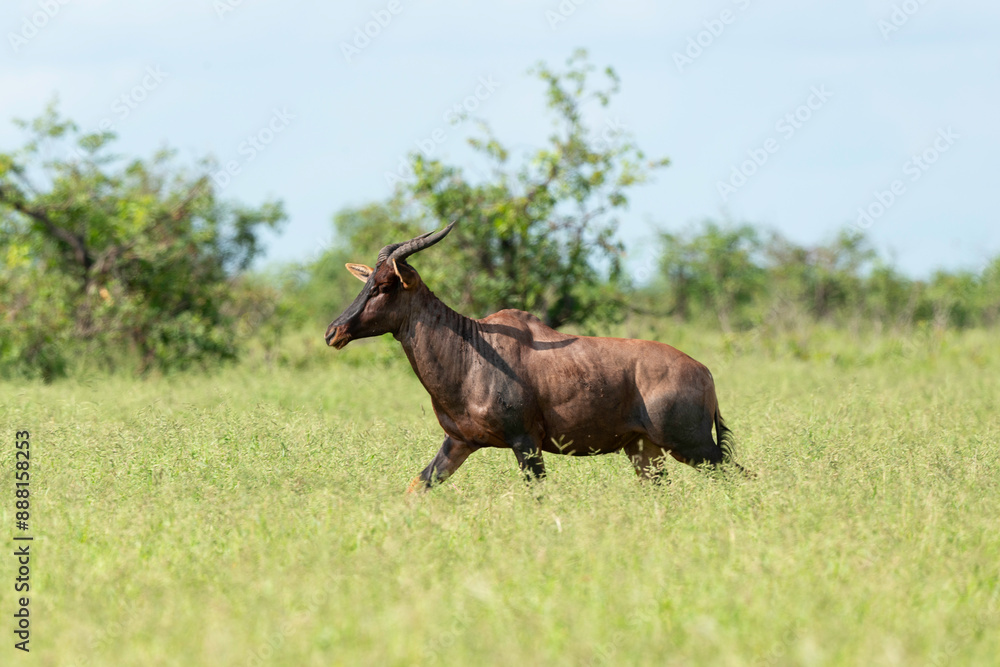 Fototapeta premium Damalisque, Damaliscus lunatus, Parc national Kruger, Afrique du Sud