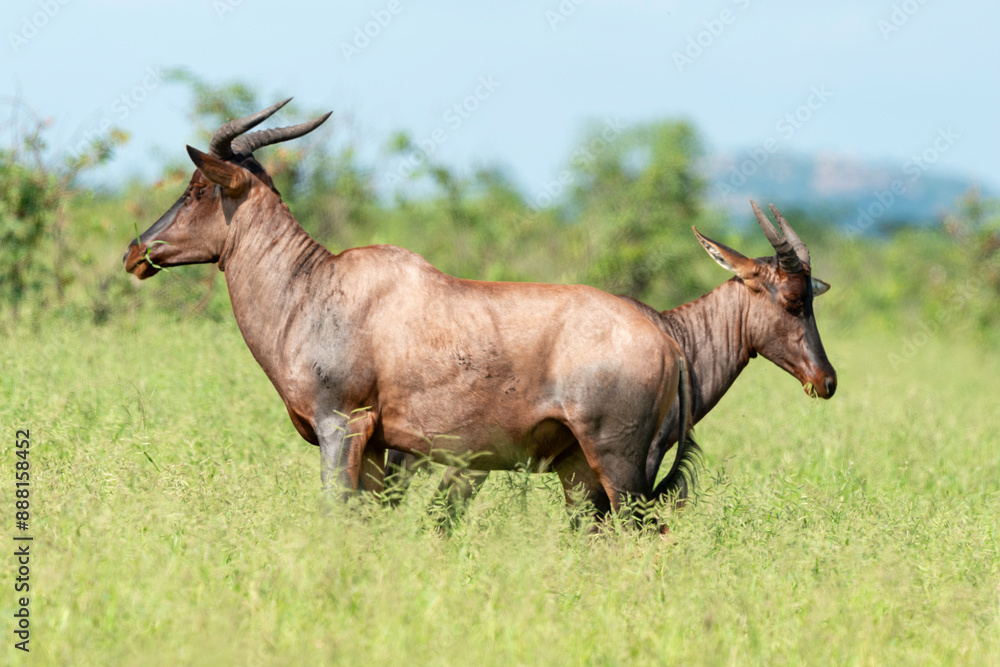 Damalisque, Damaliscus lunatus, Parc national Kruger, Afrique du Sud Damalisque, Damaliscus lunatus, Parc national Kruger, Afrique du Sud