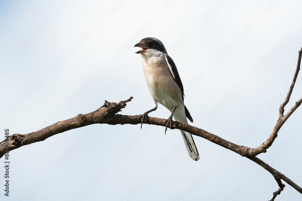Fototapeta premium Pie grièche à poitrine rose, .Lanius minor, Lesser Grey Shrike