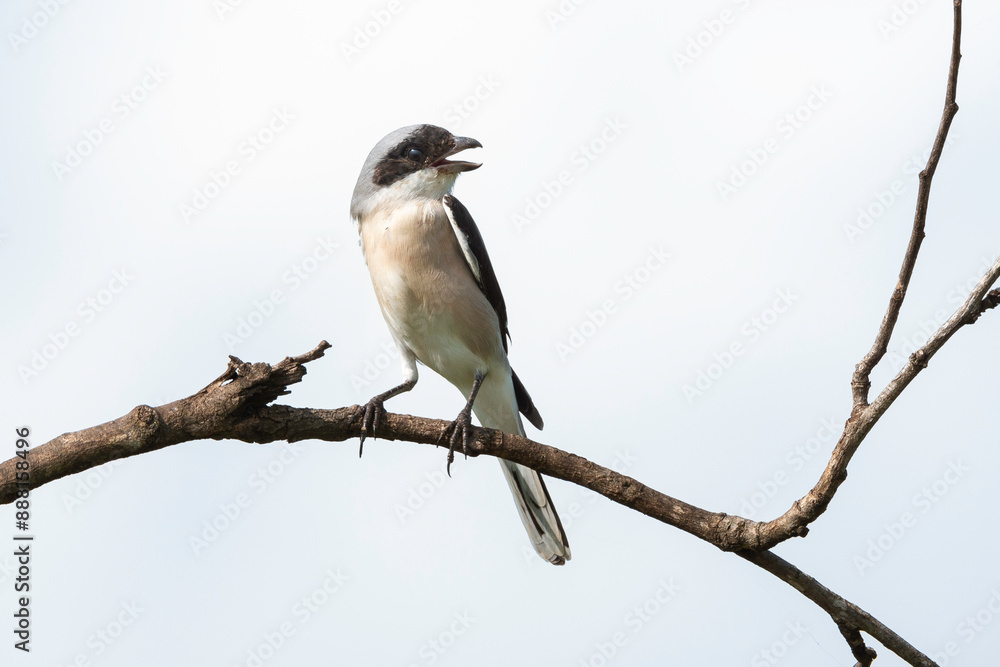 Pie grièche à poitrine rose, .Lanius minor, Lesser Grey Shrike Pie grièche à poitrine rose, .Lanius minor, Lesser Grey Shrike