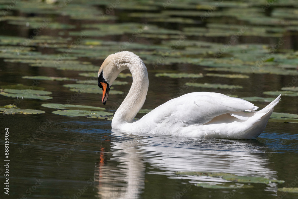 Cygne tuberculé,.Cygnus olor, Mute Swan