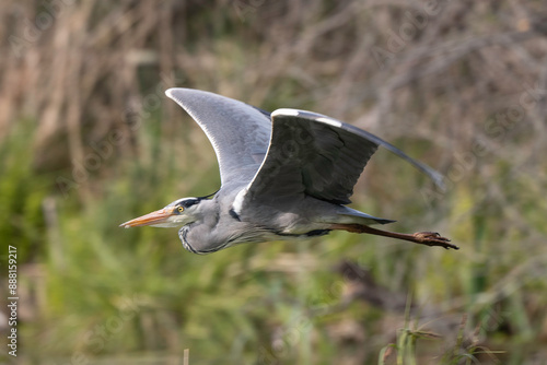 Héron cendré, Ardea cinerea, Grey Heron, Etang aux Moines, Chemin des marais,  Marais de Fontenay, Marais des Basses Vallées de l'Essonne et de la Juine, Essonne, 91, France photo