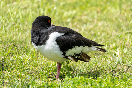 Eurasian oystercatcher (Haematopus ostralegus) resting on meadow photo