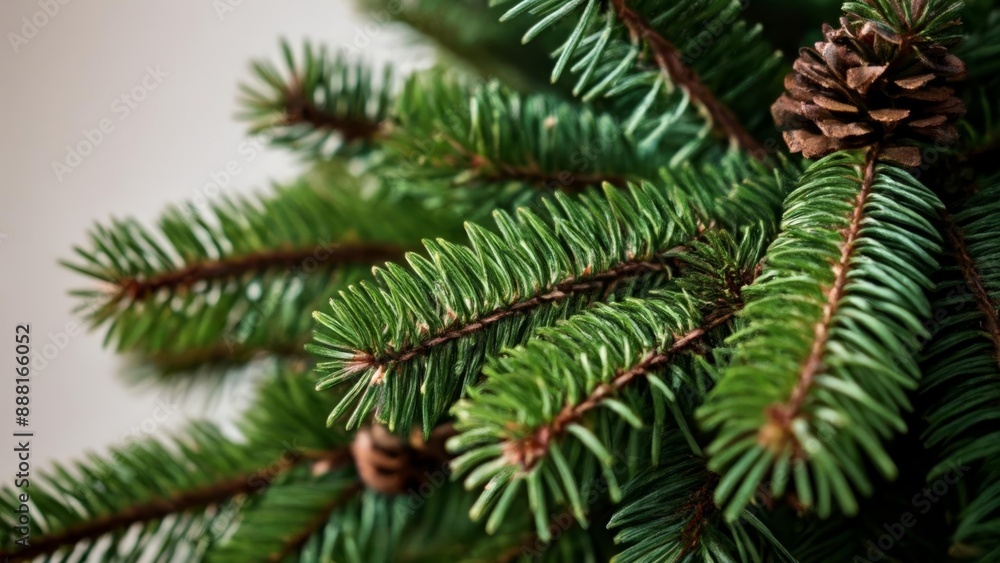 Natural beauty of a pine tree branch Natural beauty of a pine tree branch