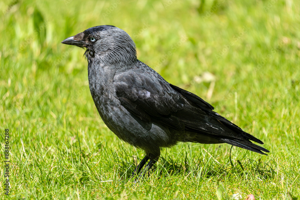 western jackdaw (Coloeus monedula) on meadow western jackdaw (Coloeus monedula) on meadow