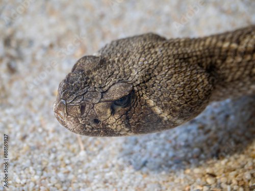 Snake in the reptile house of Cabarceno Park in Cantabria (Spain) photo