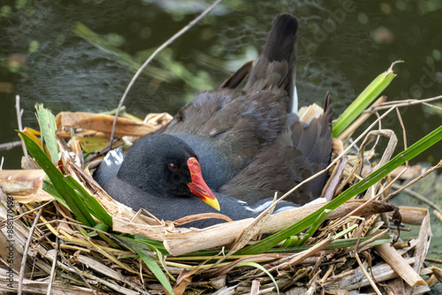 brooding common moorhen (Gallinula chloropus) in nest photo