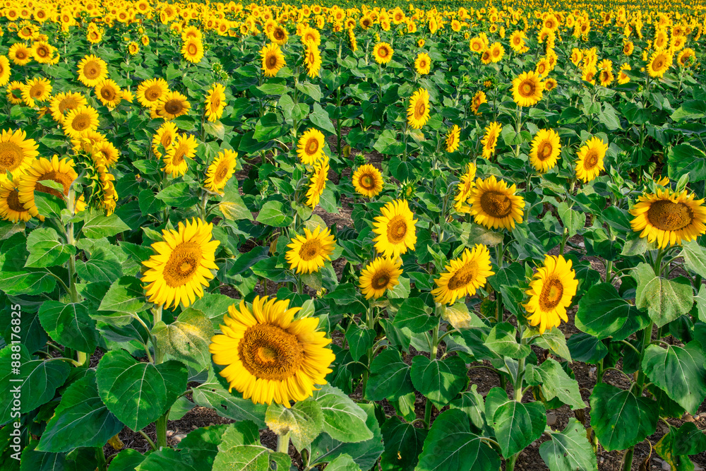 field of sunflowers field of sunflowers